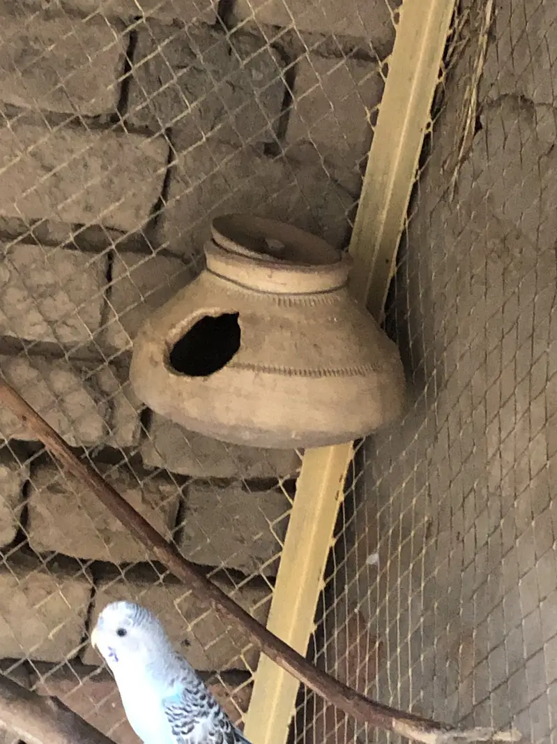 Budgies. Parrot setup — photo 8