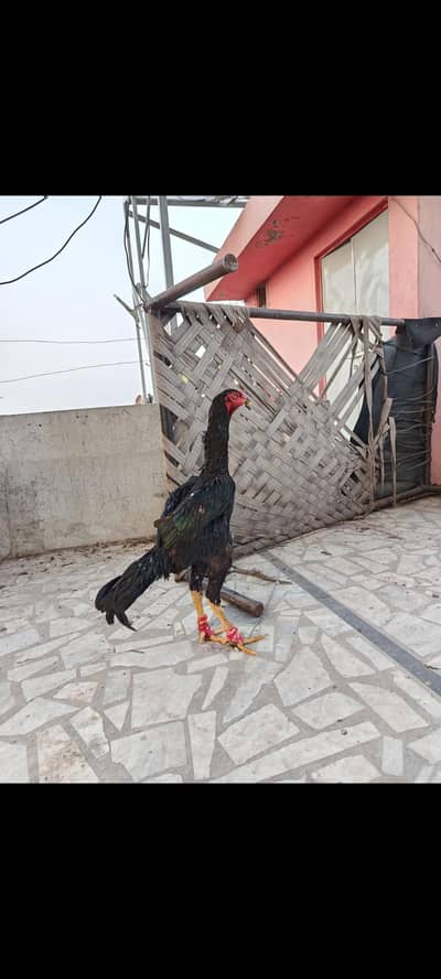 black japanese Shamo patha