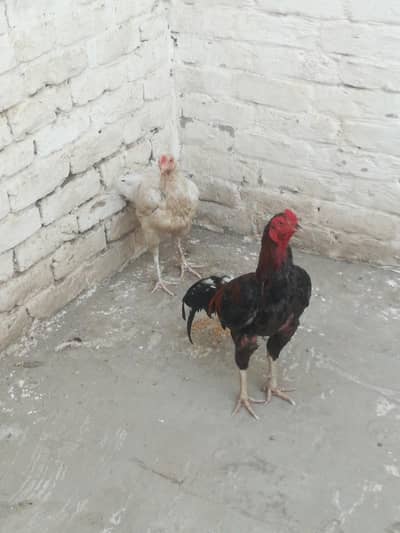 Rooster and hen