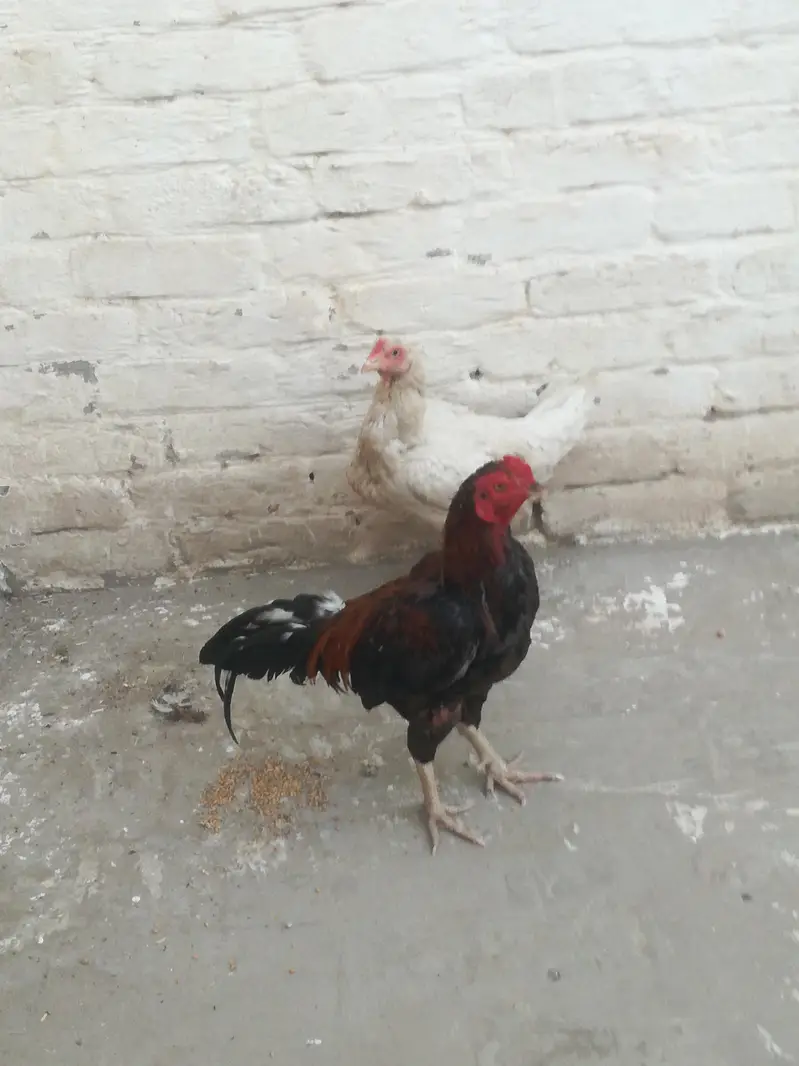 Rooster and hen — photo 2