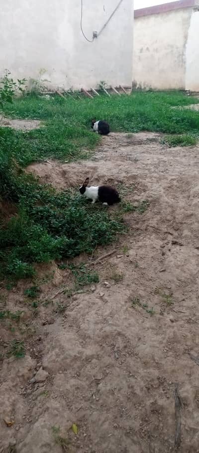 Black and White Rabbet pair