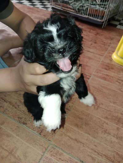 please serious buyers message