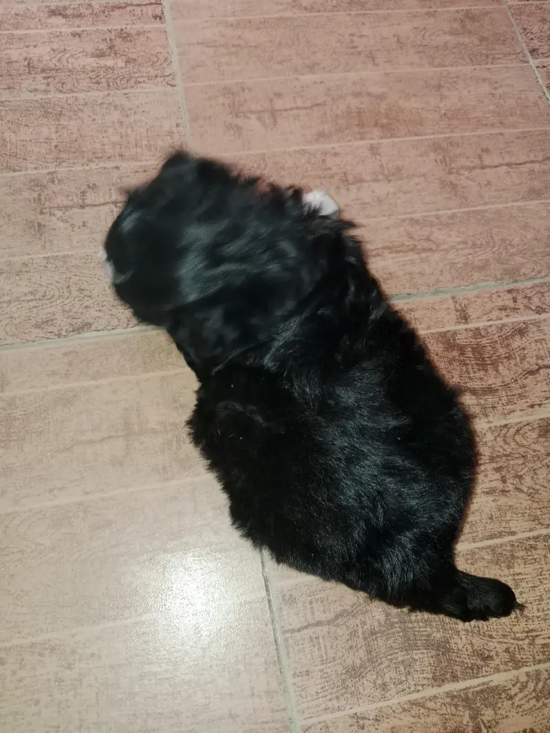 please serious buyers message — photo 4
