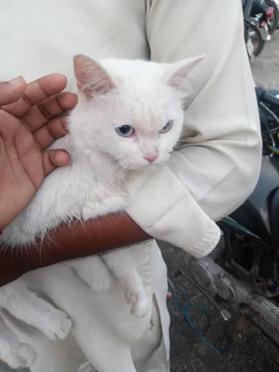 persian cat for sale