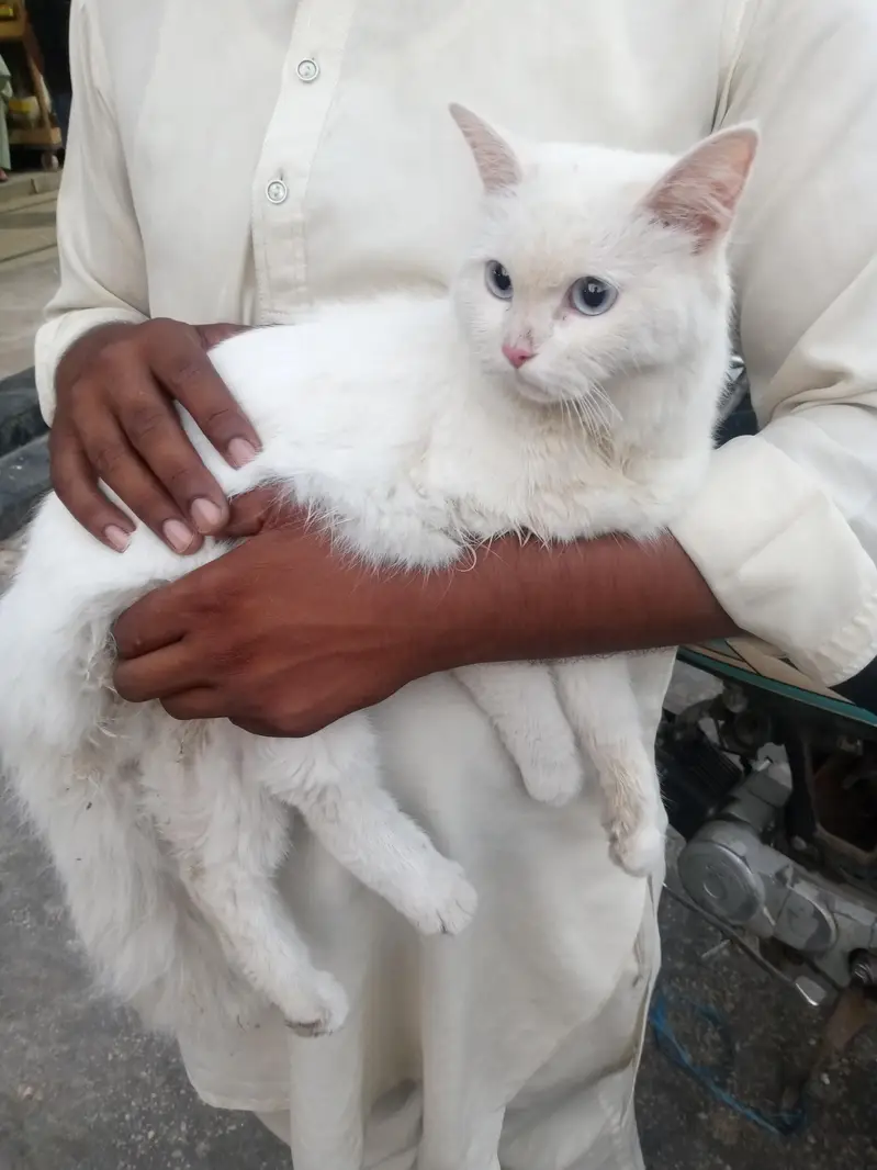 persian cat for sale — photo 2