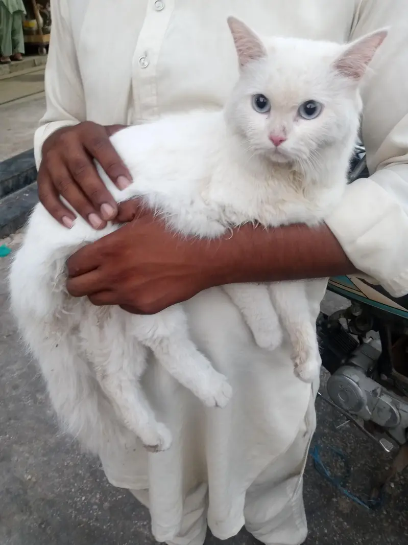 persian cat for sale — photo 3