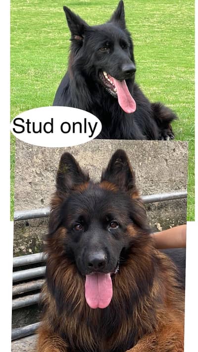 German shepherd Long coat blackmask for stud
