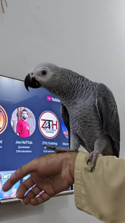 African gray parrot