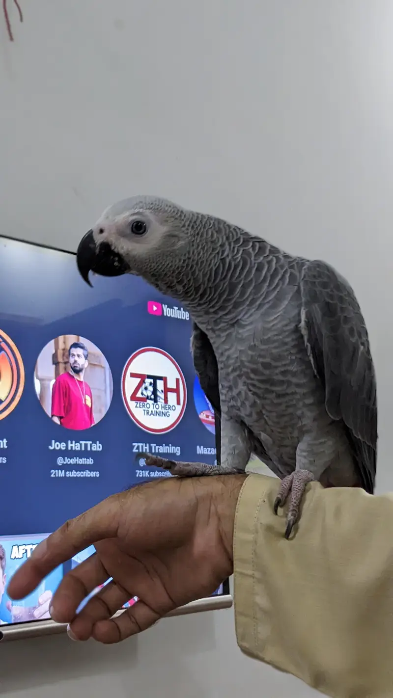 African gray parrot