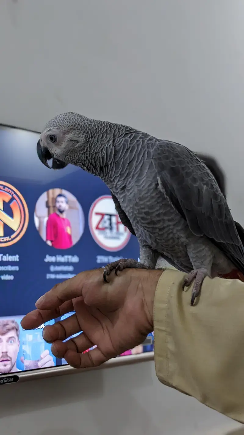 African gray parrot — photo 2