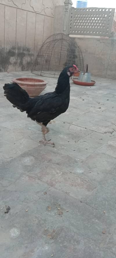 desi kurak hony wali murghi