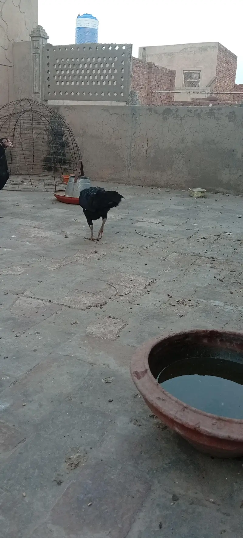 desi kurak hony wali murghi — photo 2