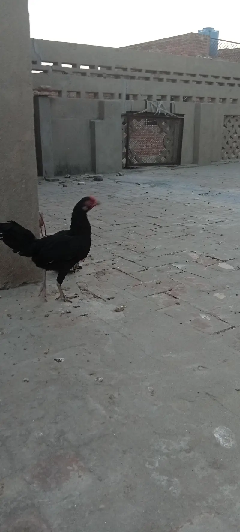 desi kurak hony wali murghi — photo 3