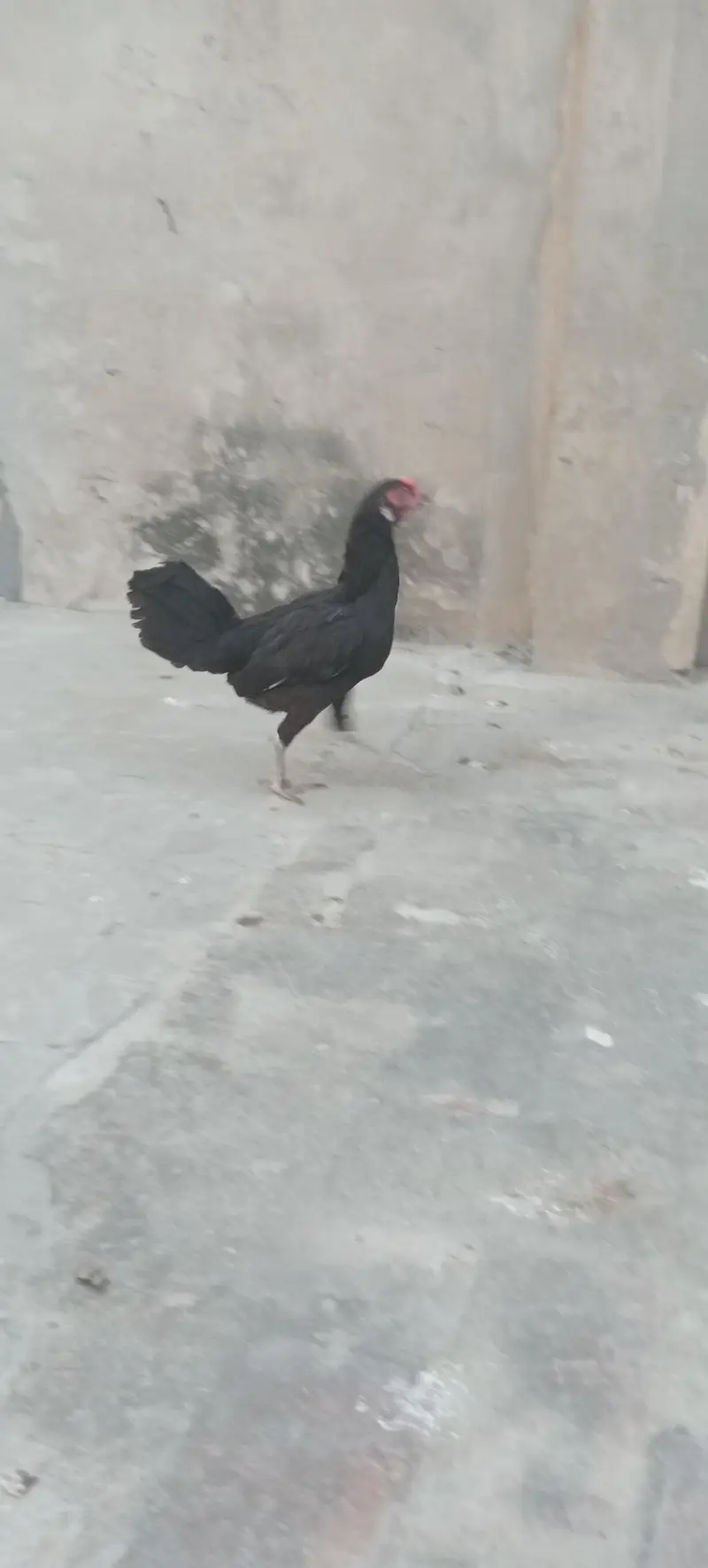 desi kurak hony wali murghi — photo 4