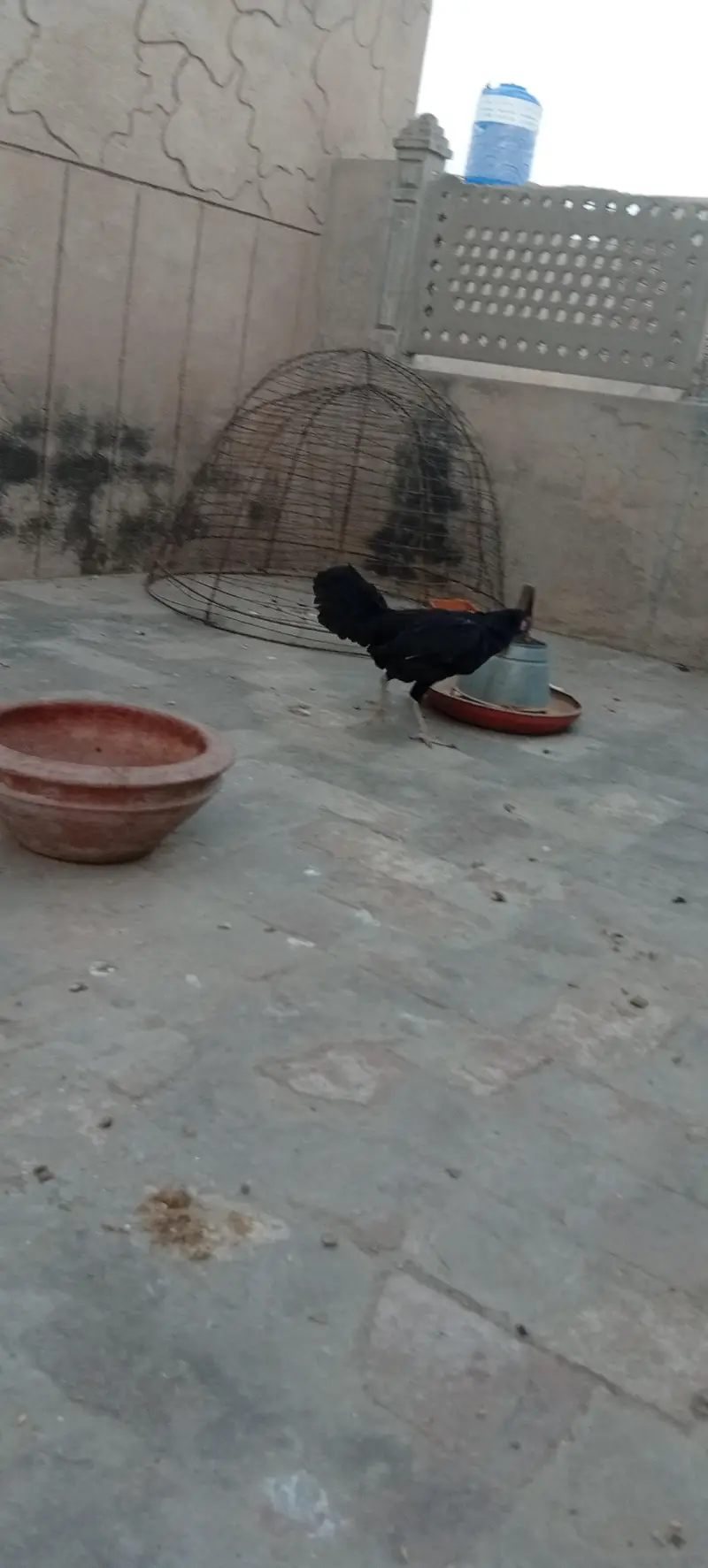 desi kurak hony wali murghi — photo 5