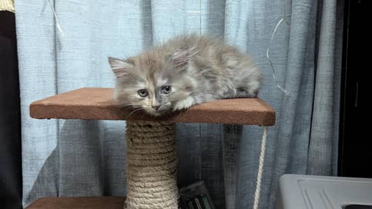 Grey Persian | Vaccinated | Two months