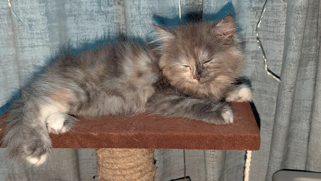 Persian Kitten Grey |Doll face| Double coat| vaccinated | two months — photo 2