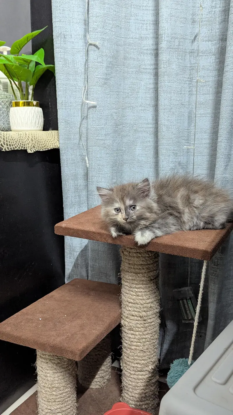 Persian Kitten Grey |Doll face| Double coat| vaccinated | two months — photo 3