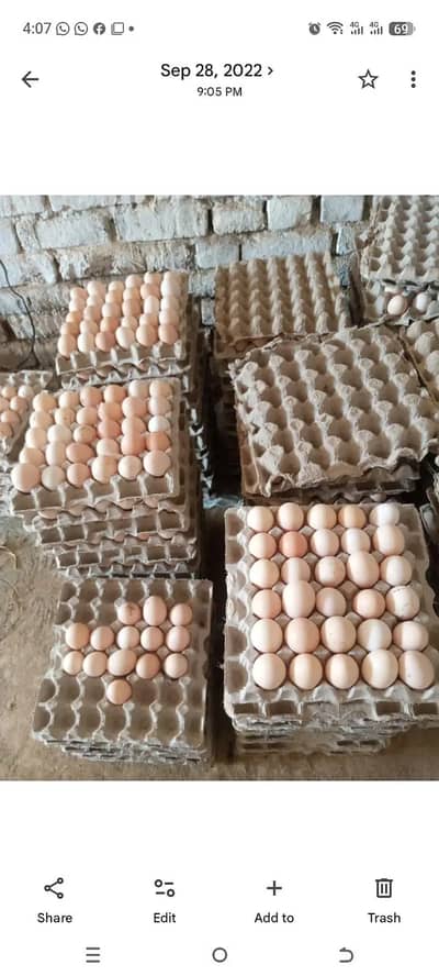 Dasi Eggs /eggs / hen eggs /farmi Eggs