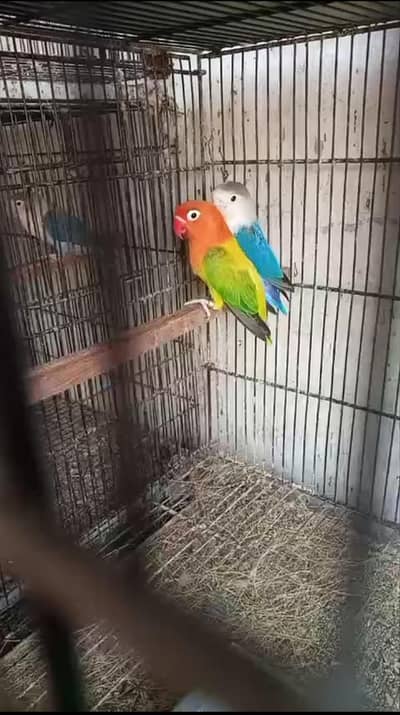 Lovebirds parrots love birds breeder