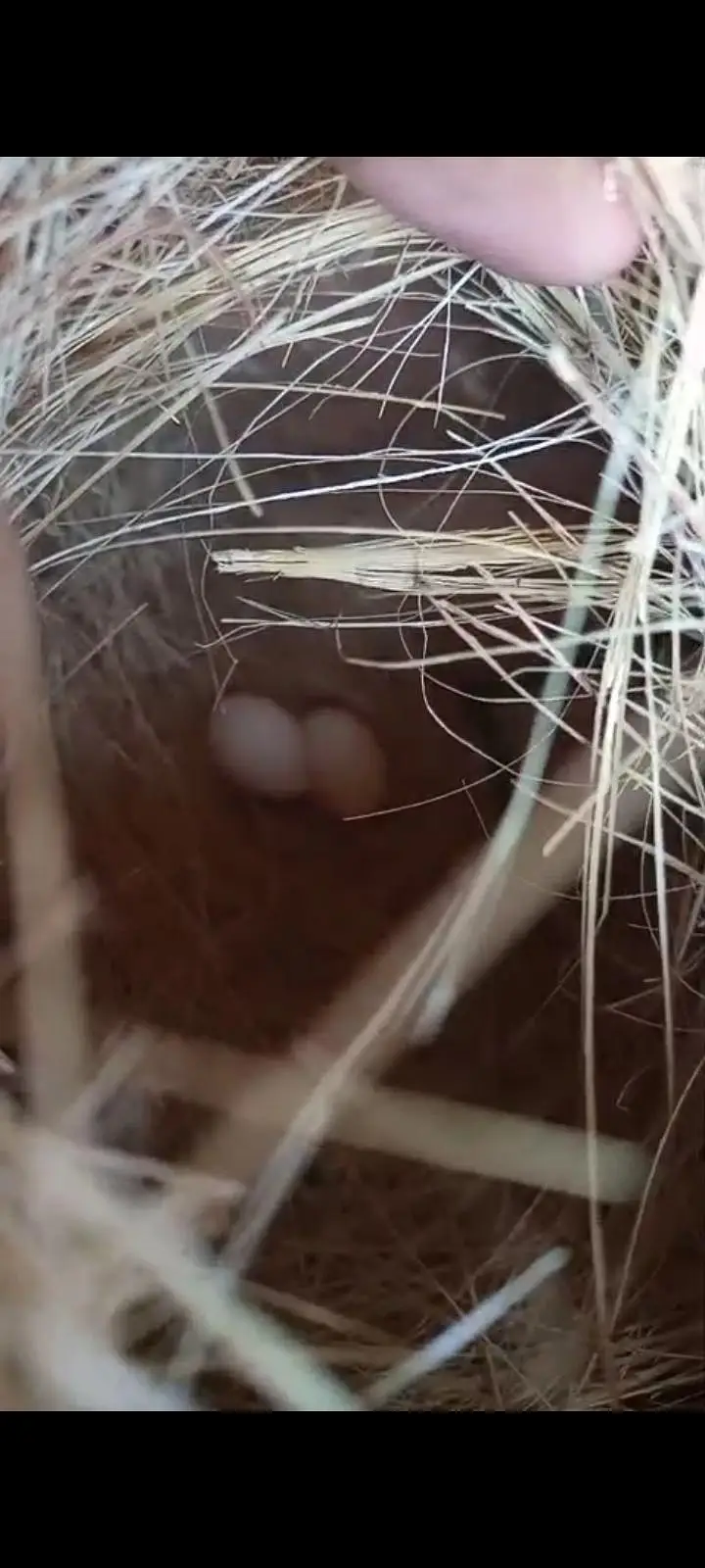 Lovebirds parrots love birds breeder — photo 2
