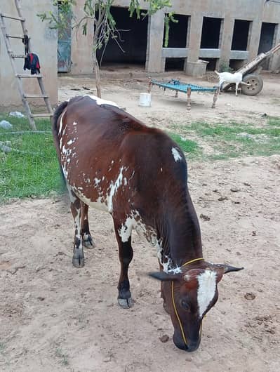 kheeri cow