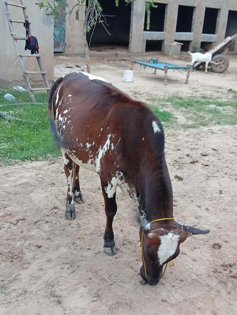 kheeri cow — photo 2