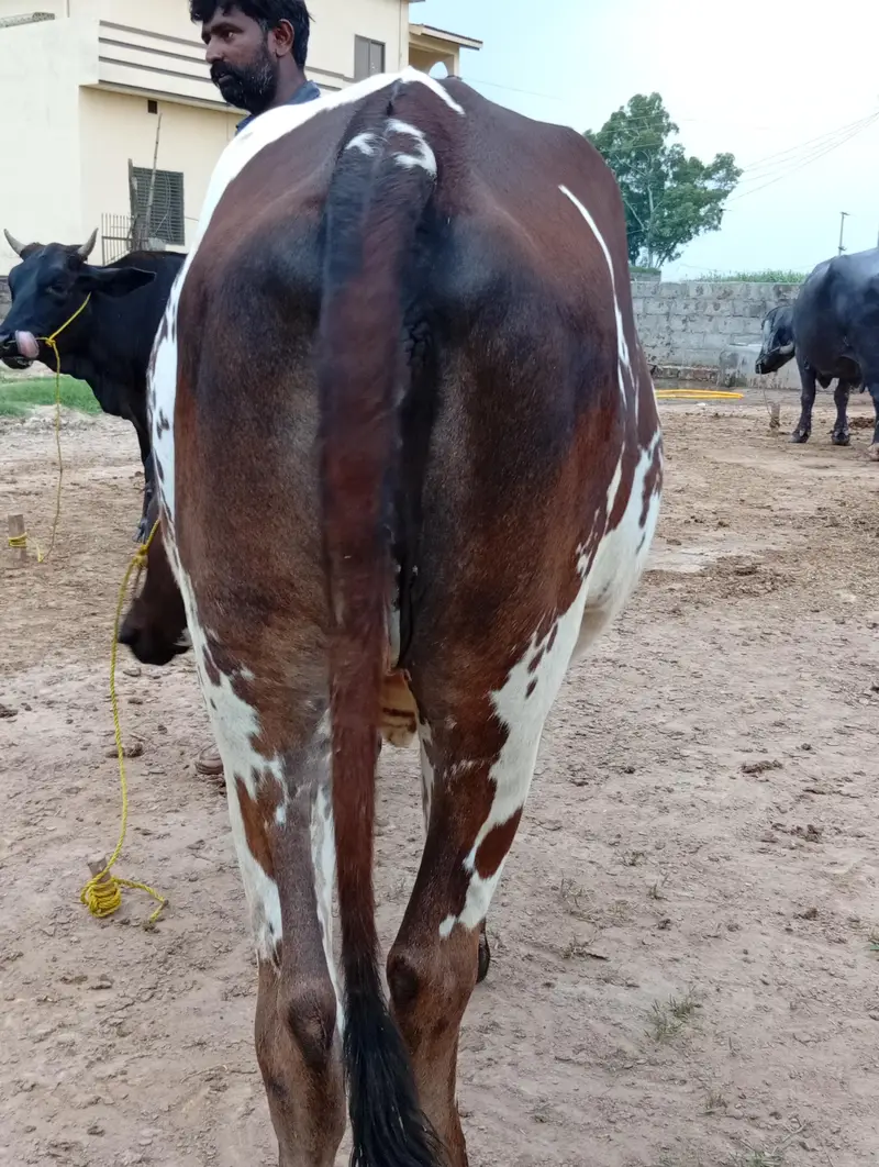 kheeri cow — photo 3