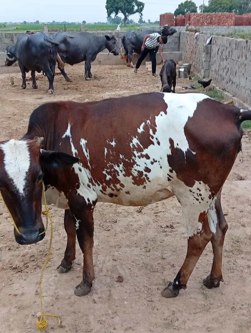 kheeri cow — photo 4
