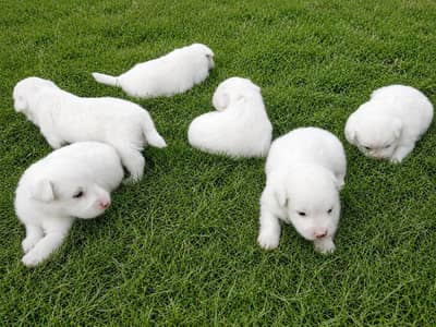 puppies for sale