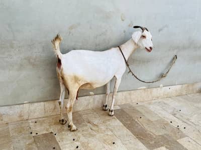 Gabban Bakri for sell