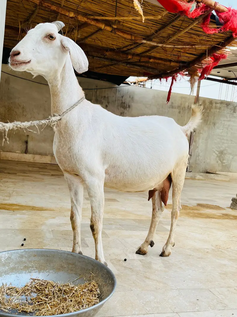 Gabban Bakri for sell — photo 2