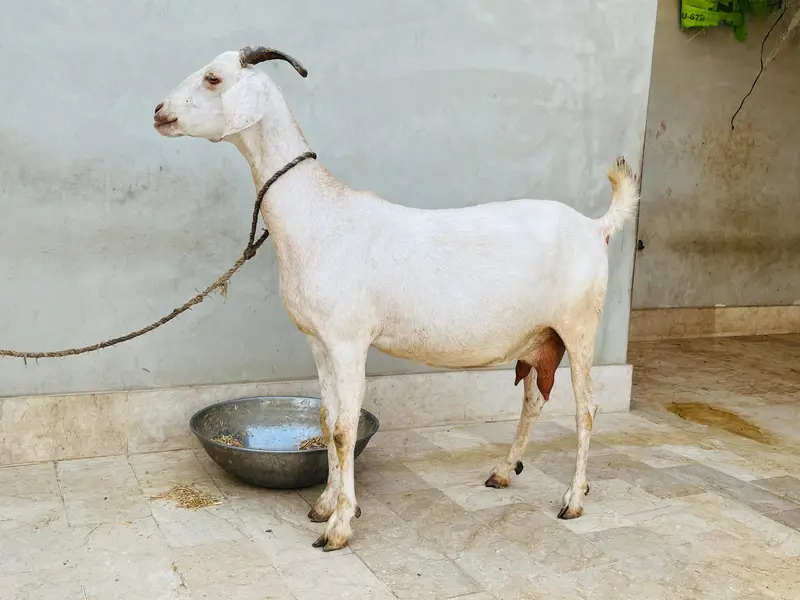 Gabban Bakri for sell — photo 3