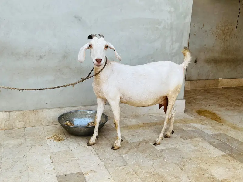 Gabban Bakri for sell — photo 4