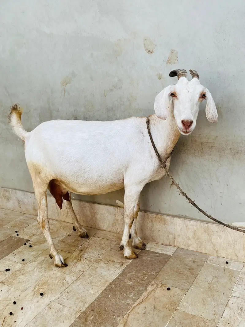 Gabban Bakri for sell — photo 5