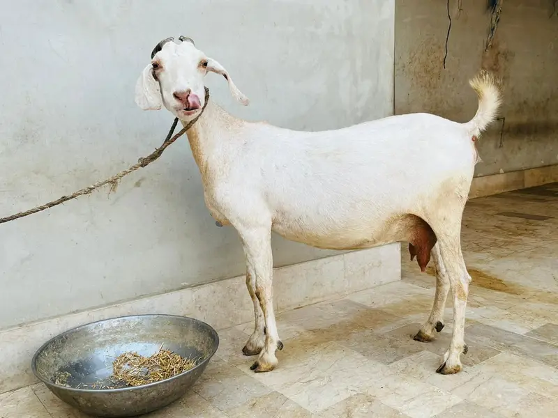 Gabban Bakri for sell — photo 6