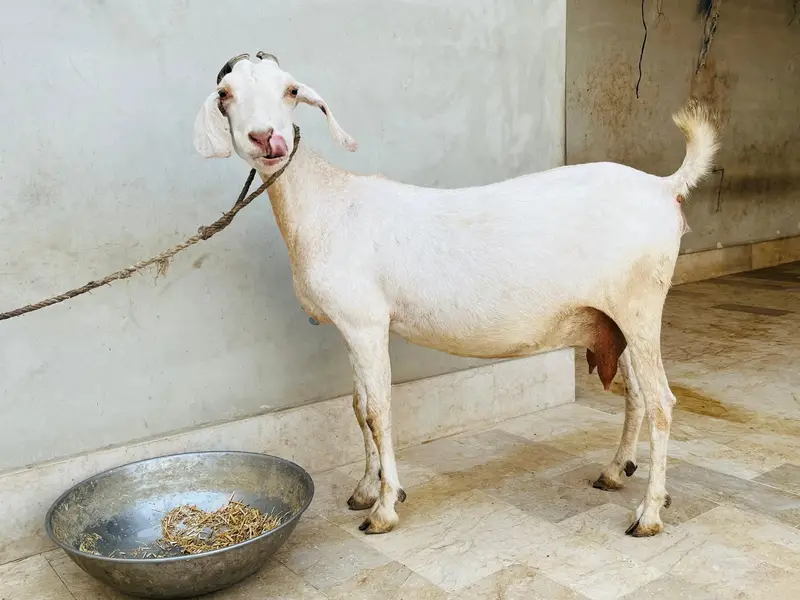 Gabban Bakri for sell — photo 7