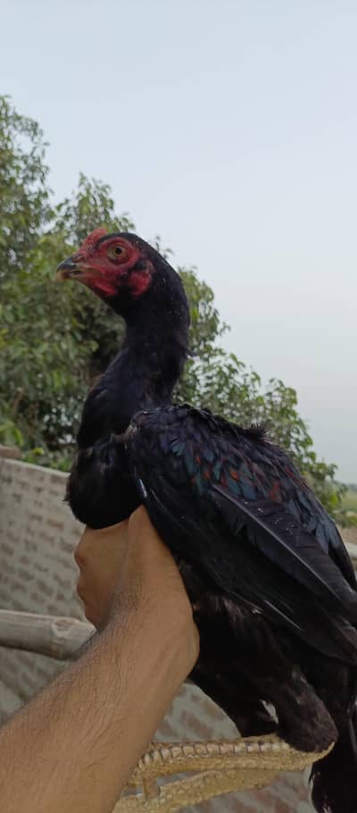 Aseel Pata  Pakistani for Sale | Healthy & Active | Pure Aseel