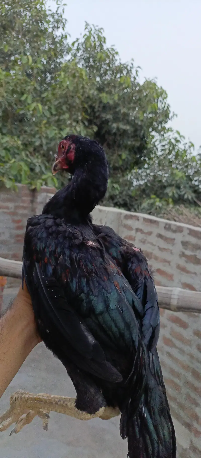 Aseel Pata  Pakistani for Sale | Healthy & Active | Pure Aseel — photo 2