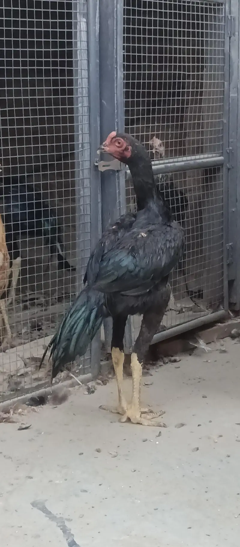 Aseel Pata  Pakistani for Sale | Healthy & Active | Pure Aseel — photo 4