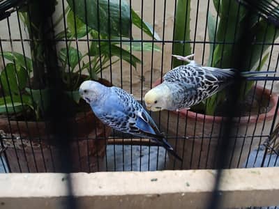 Tame budgies and budgies breeder pairs available 0/3/2/1/4/9/4/6/8/4/4