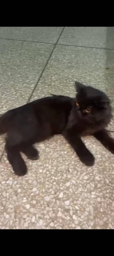 Persian kitten | Siamese | Blue Eyes | white| Cat | Persian | cat