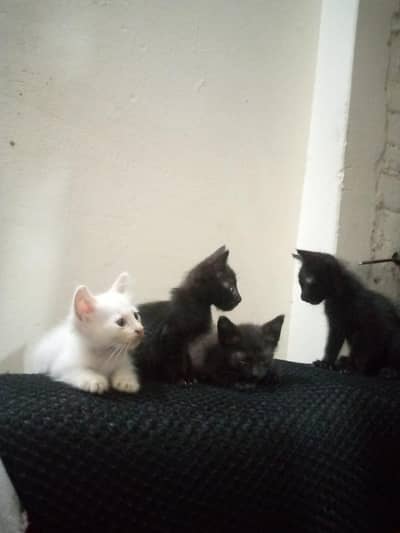 Persian kitten | Siamese | Blue Eyes | white| Cat | Persian | cat