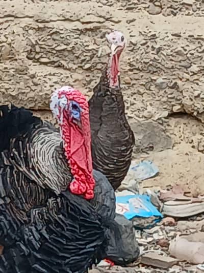 Turkey Birds