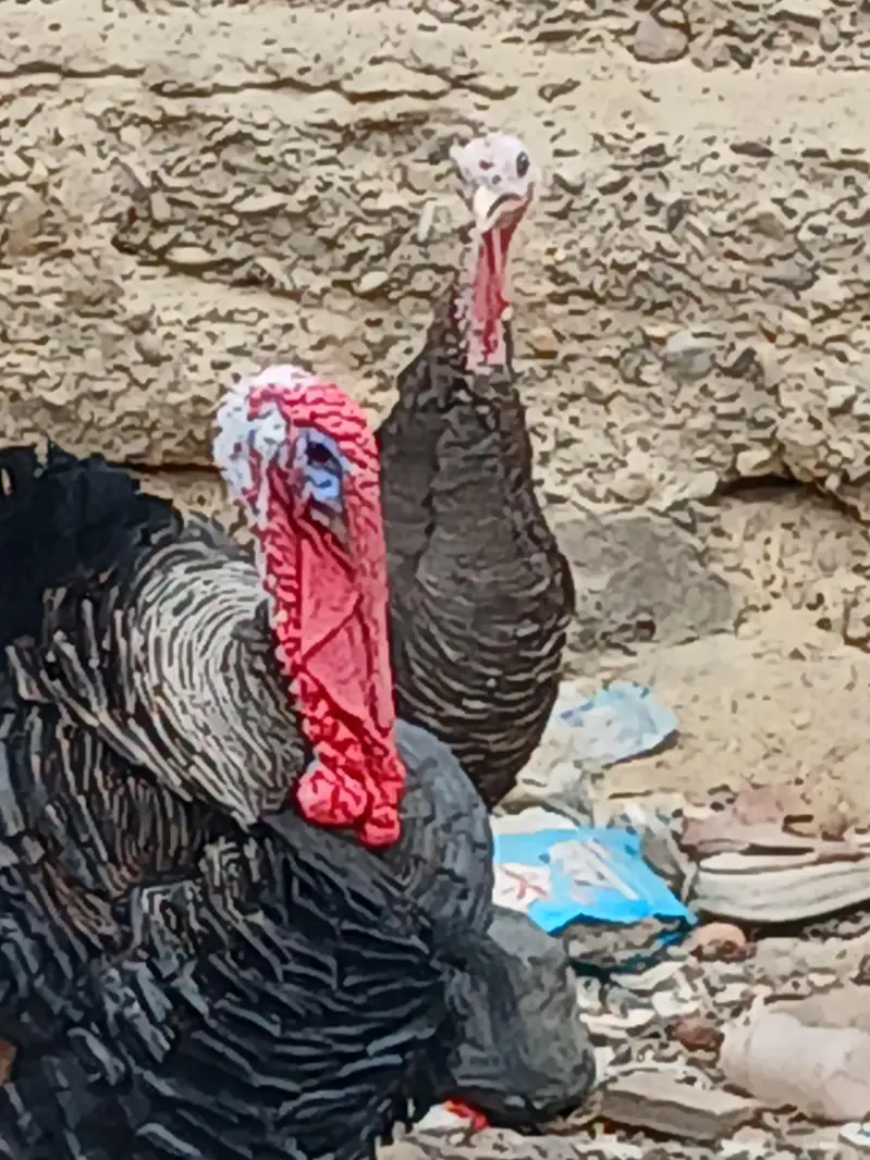 Turkey Birds
