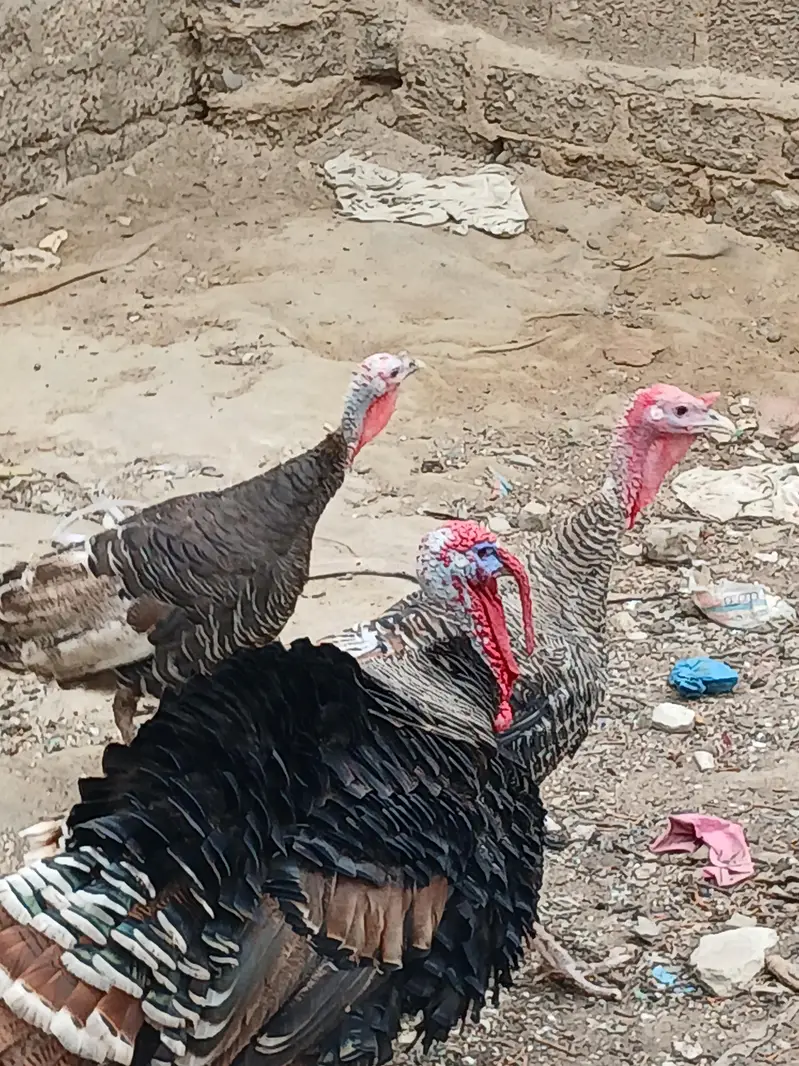 Turkey Birds — photo 2