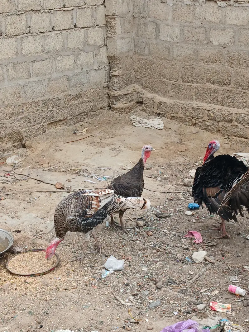 Turkey Birds — photo 3