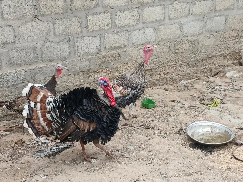 Turkey Birds — photo 4