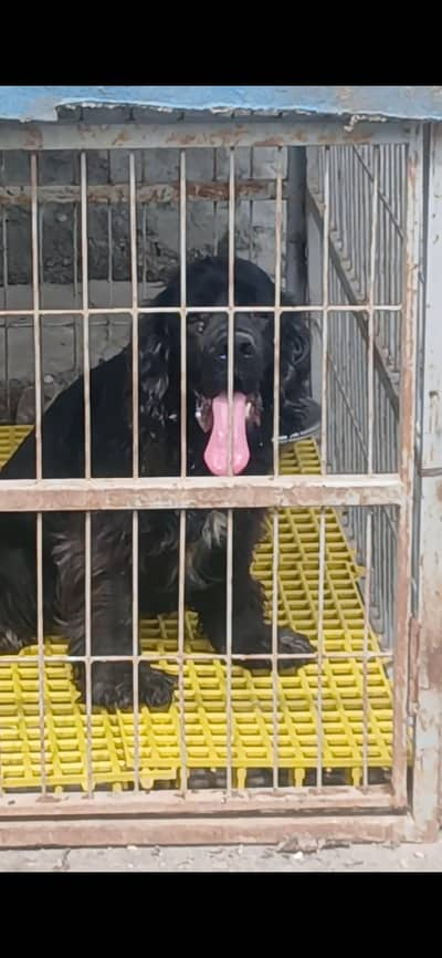 2 males Available  top Quality  American Cocker Sapanile Pedigree
