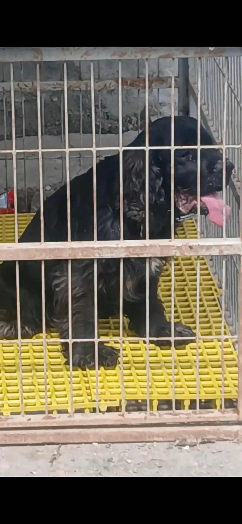 2 males Available  top Quality  American Cocker Sapanile Pedigree — photo 2